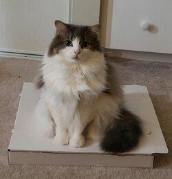 cat.JPG