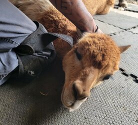 Vicuna.jpg