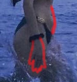Creature Analysis .jpg