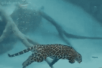1611450660586.gif