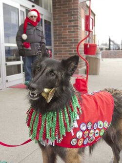 635863885537221310-635863101547949885-Dog-bell-ringer-02.jpg