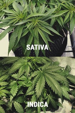 indica-sativa-responsive.jpg