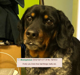 dog.jpg