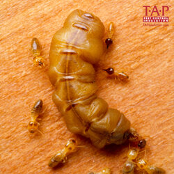 Gross Bug.jpg