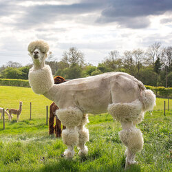 shaved-alpacas1.jpg