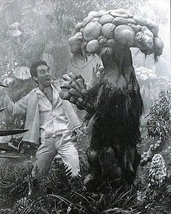 Matango.jpg