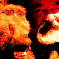 Baboon.png
