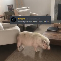 kek.jpg