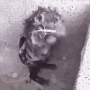 clean-rat.gif