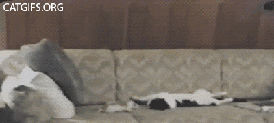 rat attack.gif