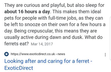 ferrets.jpeg