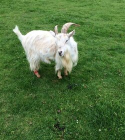 goats-emotions-today-inline-190709-02_15bf8ce89d6013398aff68500db849f9.fit-760w.jpg