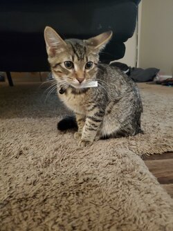 pibblekingkitten.jpg