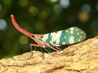 Pyrops_candelaria.jpg