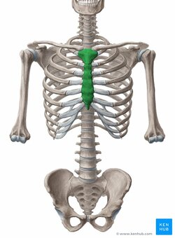 GykQvBR1rfKsXp03AnEIWw_fzUqtGqMzjS1i5OGnwwWg_Sternum_02.jpeg