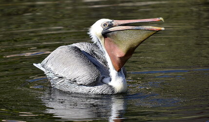 pelican gullet.jpeg