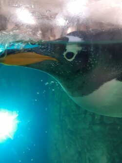 Penguin.jpg