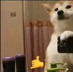 dog selfie.jpg