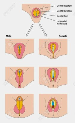 15073486-diagram-to-show-the-fetal-development-of-male-and-female.jpg