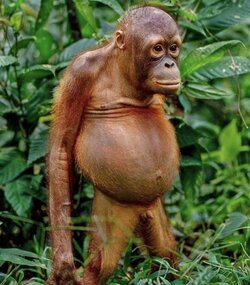 chimpBellyValens.jpg