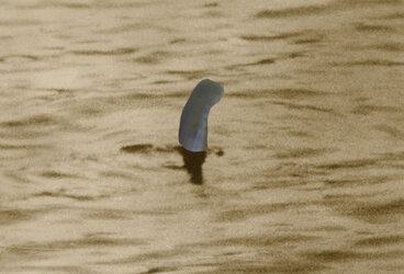lochnessneophallus.jpg