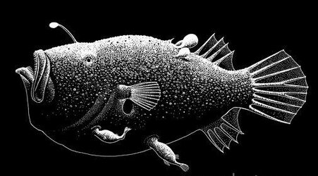 angler1.jpg