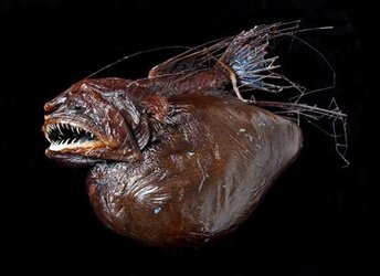 angler3.jpg