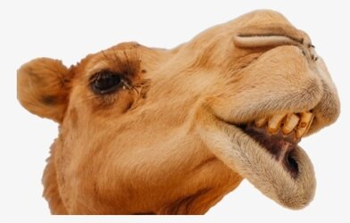 camel.jpg