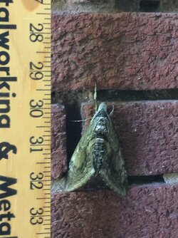 moth.JPG