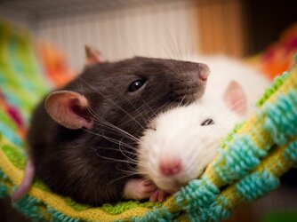 sleeping-rats-120694080-57ffdee53df78cbc2894461a.jpg