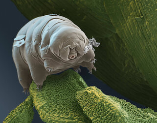 Tardigrade 2.jpg