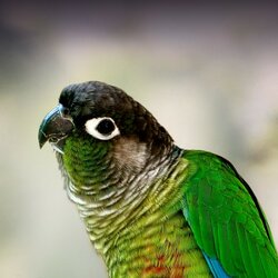 Green-Cheeked-Conure.jpg