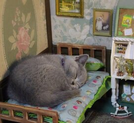 kitten-asleep-in-doll-house~2.jpg