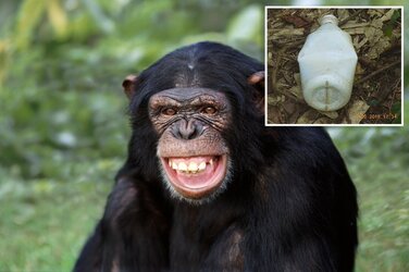 chimpanzee-sex-toy-hp.jpg chimpanzee-sex-toy-hp.jpg