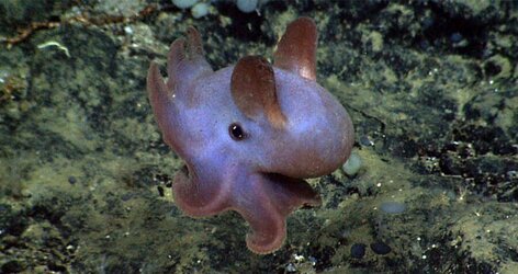 tako.jpg