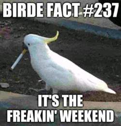 1633206426399.png