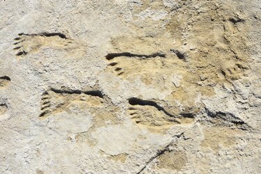 early-humans-1-web.jpg
