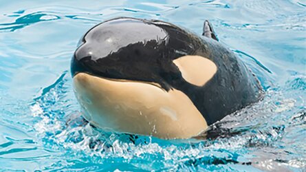 orca.jpg