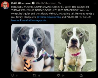 olbermann pitbull.jpg