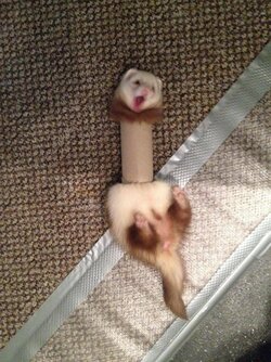 dumb ferret.jpg