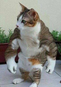 2musclecat.jpg