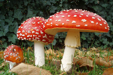 amanita_muscaria1 mushrooms.jpg