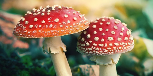 amanita mushrooms.png