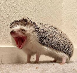 laugh porcupine.jpg