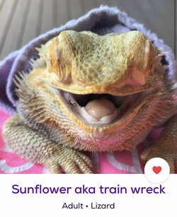 funny-animal-shelter-pet-names-72-60d4479377142__700.jpg