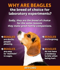 beagles lab testing.jpg