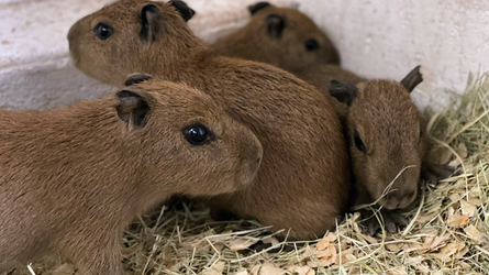 baby capybaras.png