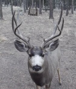 buck2.jpg