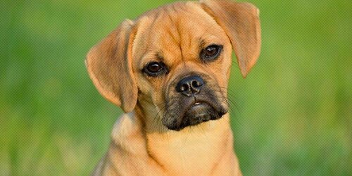 puggle.jpg