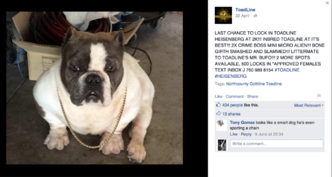 looks like a smart dog he's even sporting a chain.png
